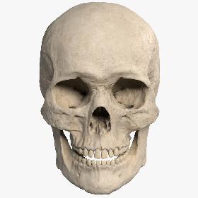 3D model Skull
